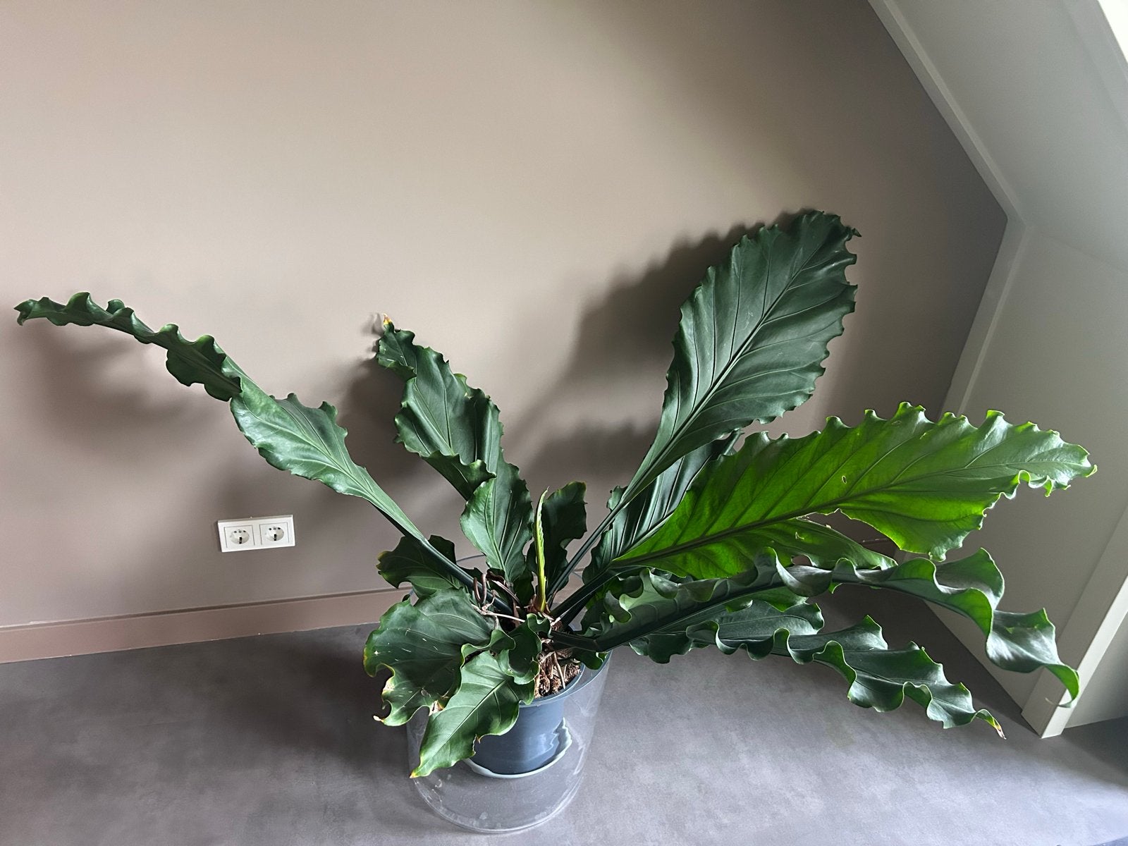 Grote Anthurium Wave plant in glazen pot b 157 cm, Ophalen, 100 tot 150 cm, Overige soorten, Halfschaduw