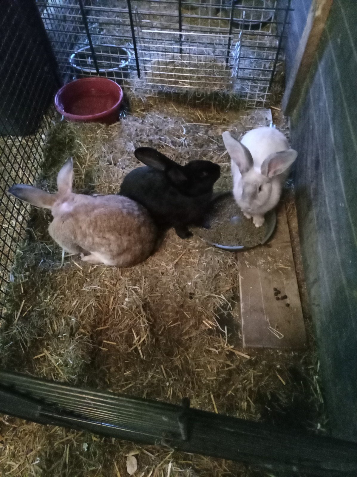 vlaamse reuzen, Dieren en Toebehoren, Meerdere dieren, Groot