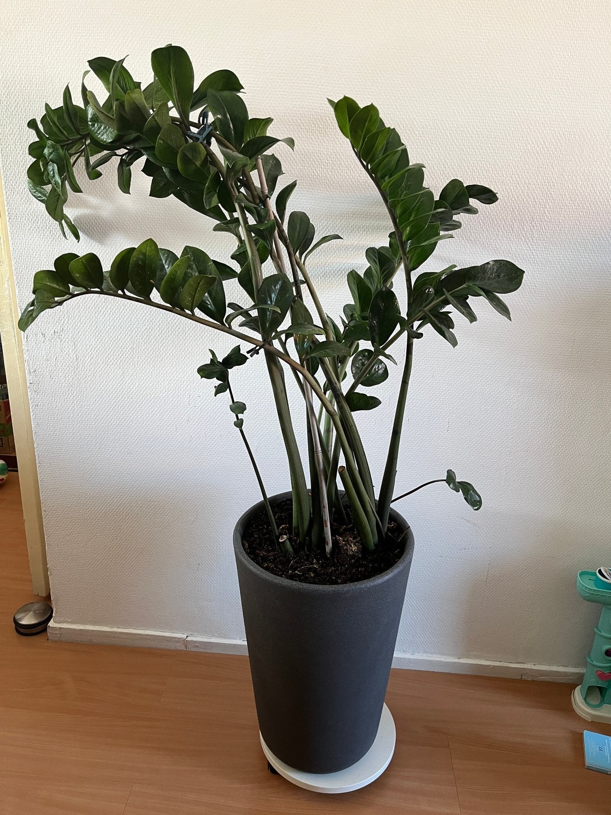 Grote Zamioculcas plant in pot, Huis en Inrichting, Kamerplanten, Overige soorten, 100 tot 150 cm, Groene kamerplant, Halfschaduw