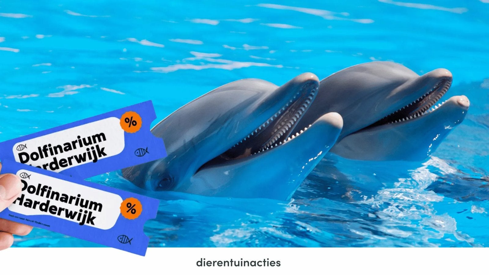 5x dolfinarium tickets, Tickets en Kaartjes, Drie personen of meer, Ticket of Toegangskaart
