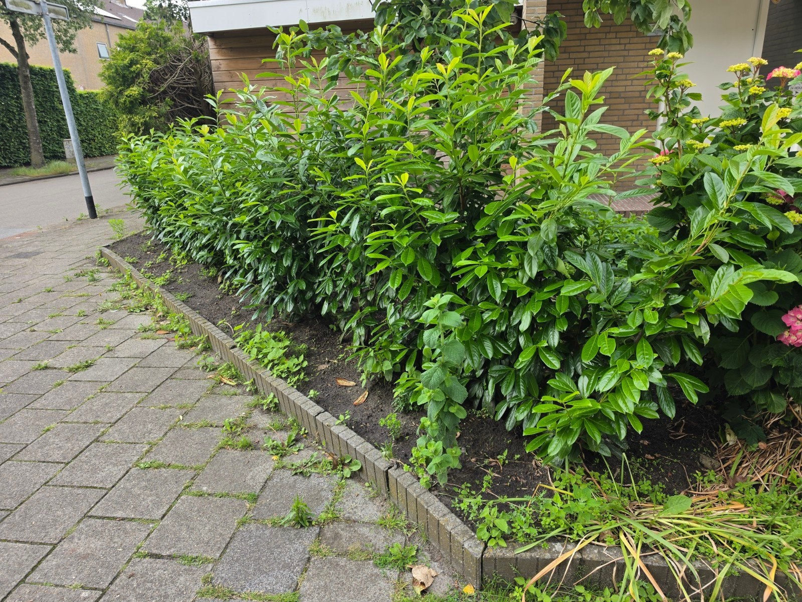 15x Laurierkers (140–150 cm) – Gezonde haagplanten, Tuin en Terras, Planten | Struiken en Hagen, Ophalen of Verzenden, 100 tot 250 cm
