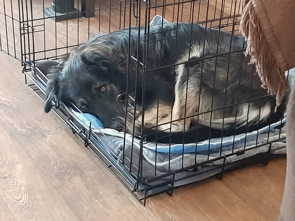 Gezocht uitlaathulp middelgrote hond, Particulier, 1 tot 2 jaar, Buitenland, Teef