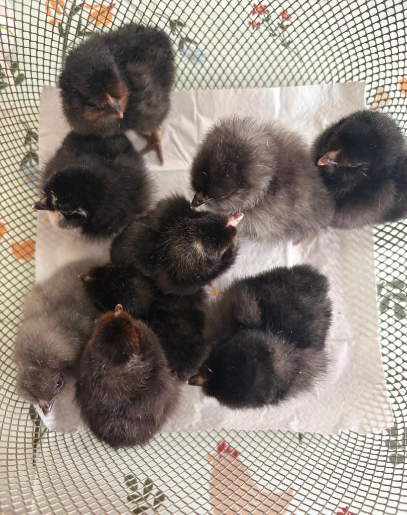 Araucana Kuikens hennen, Dieren en Toebehoren, Pluimvee, Vrouwelijk, Kip