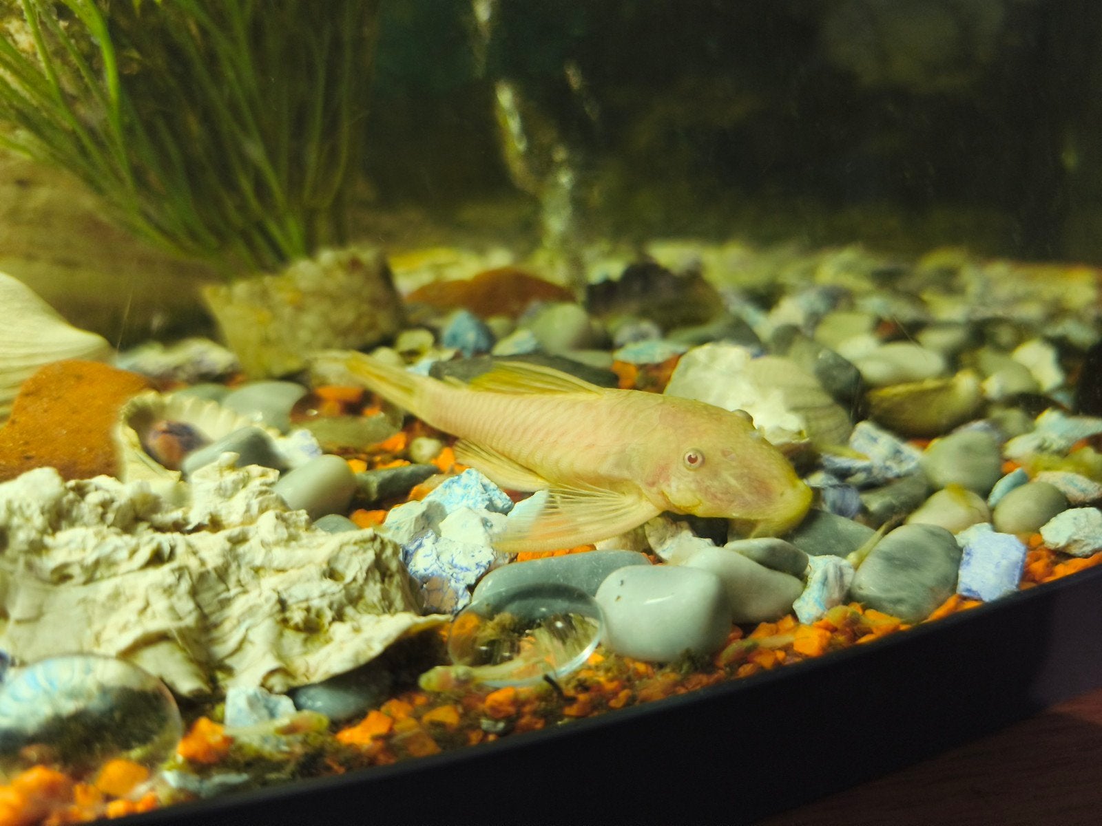 Baby ancistrus gold albino ( algeneters ), Dieren en Toebehoren, Vissen | Aquariumvissen, Vis