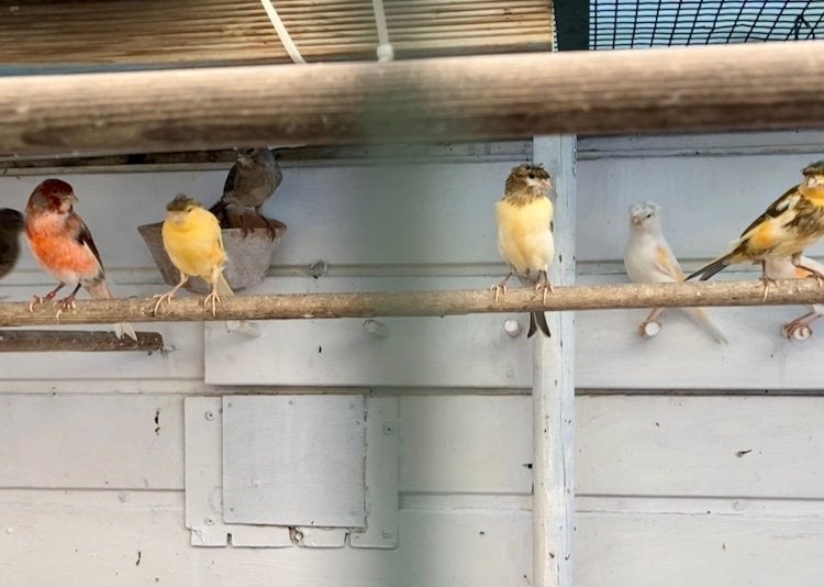 Harlekijn kanaries, Dieren en Toebehoren, Vogels | Kanaries, Meerdere dieren, Kleurkanarie