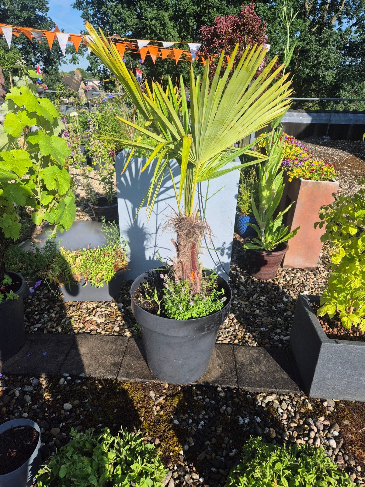 Planten/bomen/klimplanten en potten te koop, Tuin en Terras, Overige soorten, 100 tot 250 cm, Zomer, Ophalen