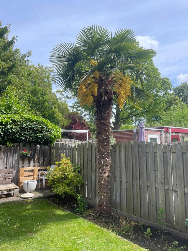 Palmboom / Palmbomen, Tuin en Terras, Planten | Bomen, Ophalen, Halfschaduw, 250 tot 400 cm, Zomer