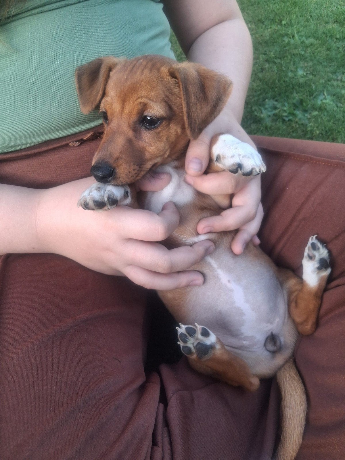Jack Russel pups, Dieren en Toebehoren, Parvo, Jack Russell Terriër, 8 tot 15 weken, Meerdere