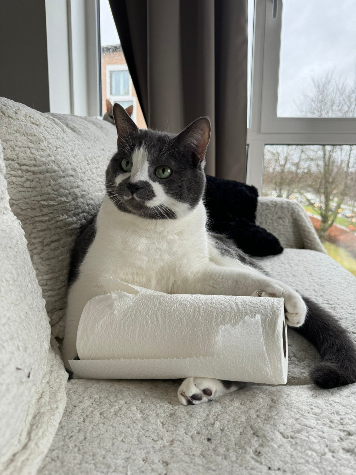 Met spoed zoek ik een huisje voor milo, Kater