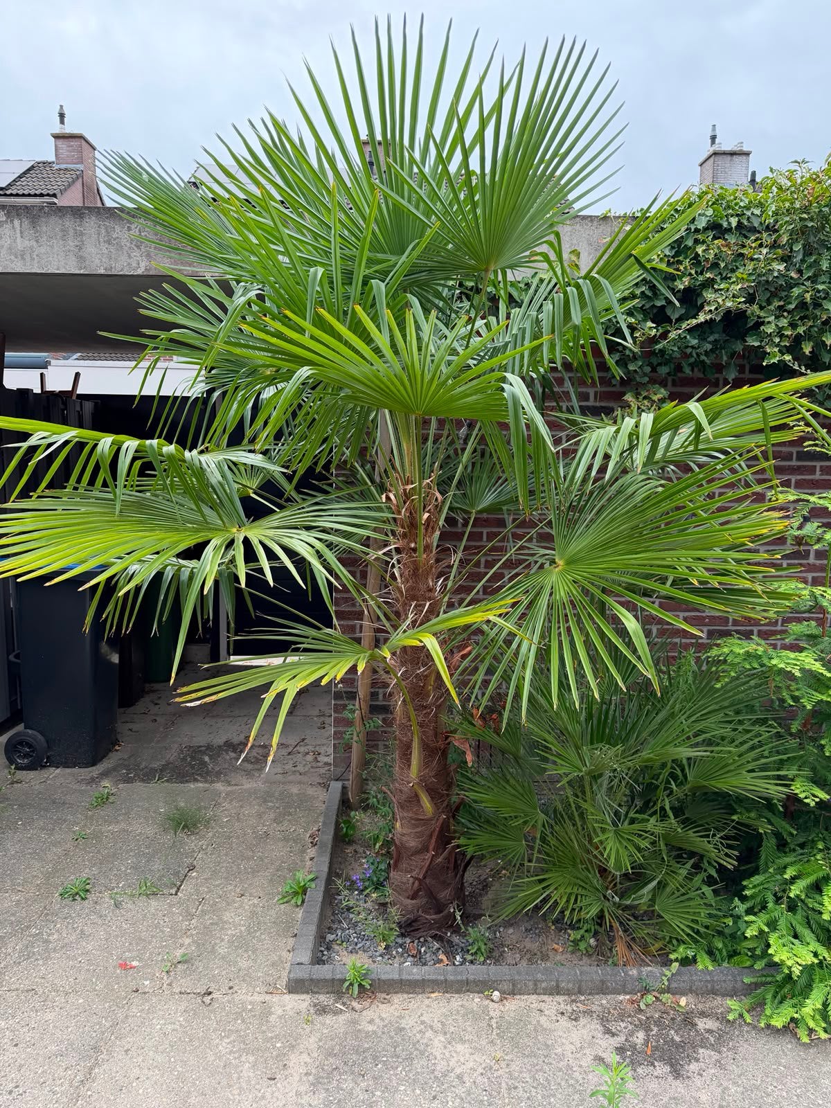 Palmboom, Tuin en Terras, Planten | Bomen, Ophalen