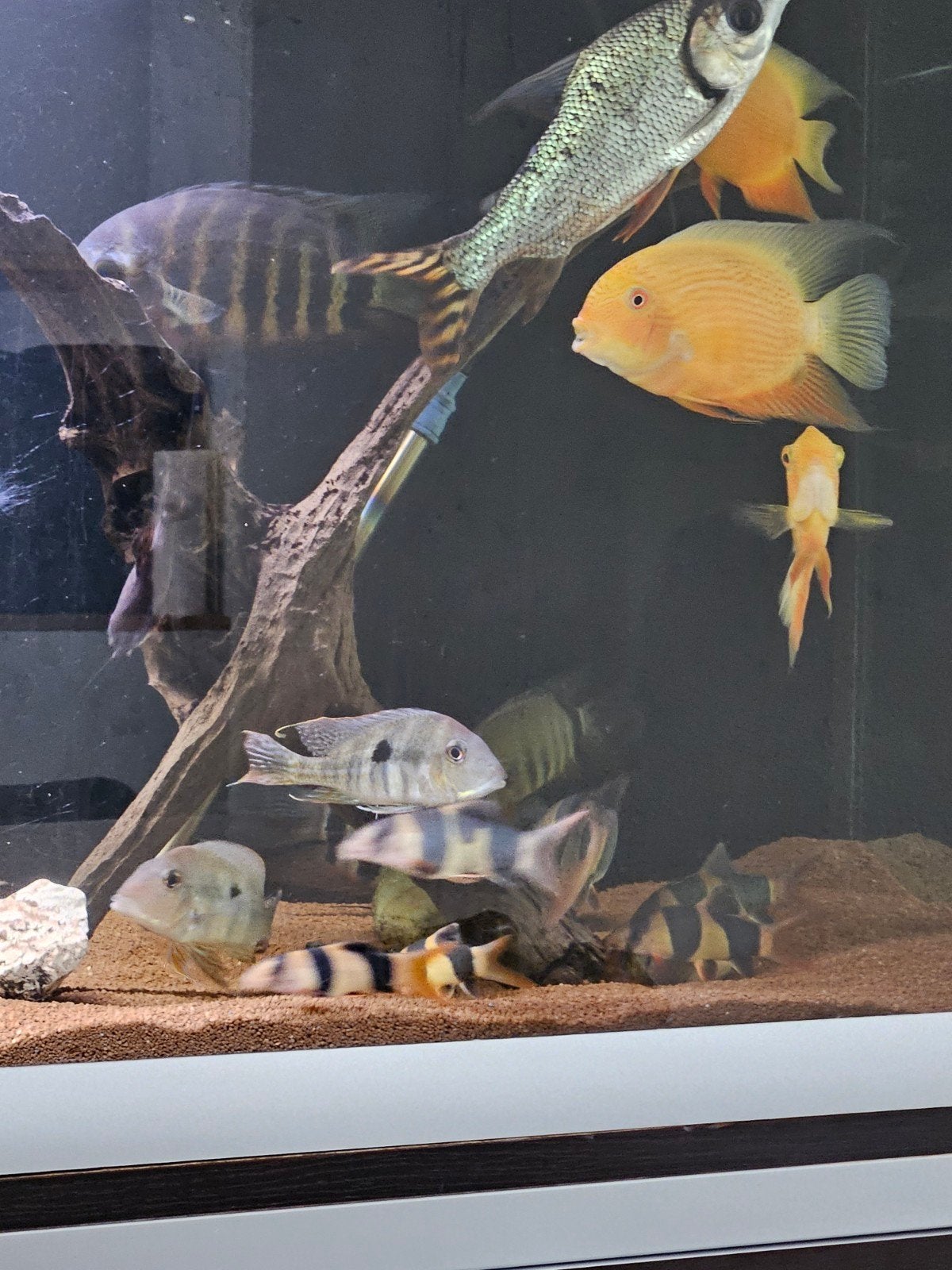 geophagus tapajos, Dieren en Toebehoren, Vis, Zoetwatervis
