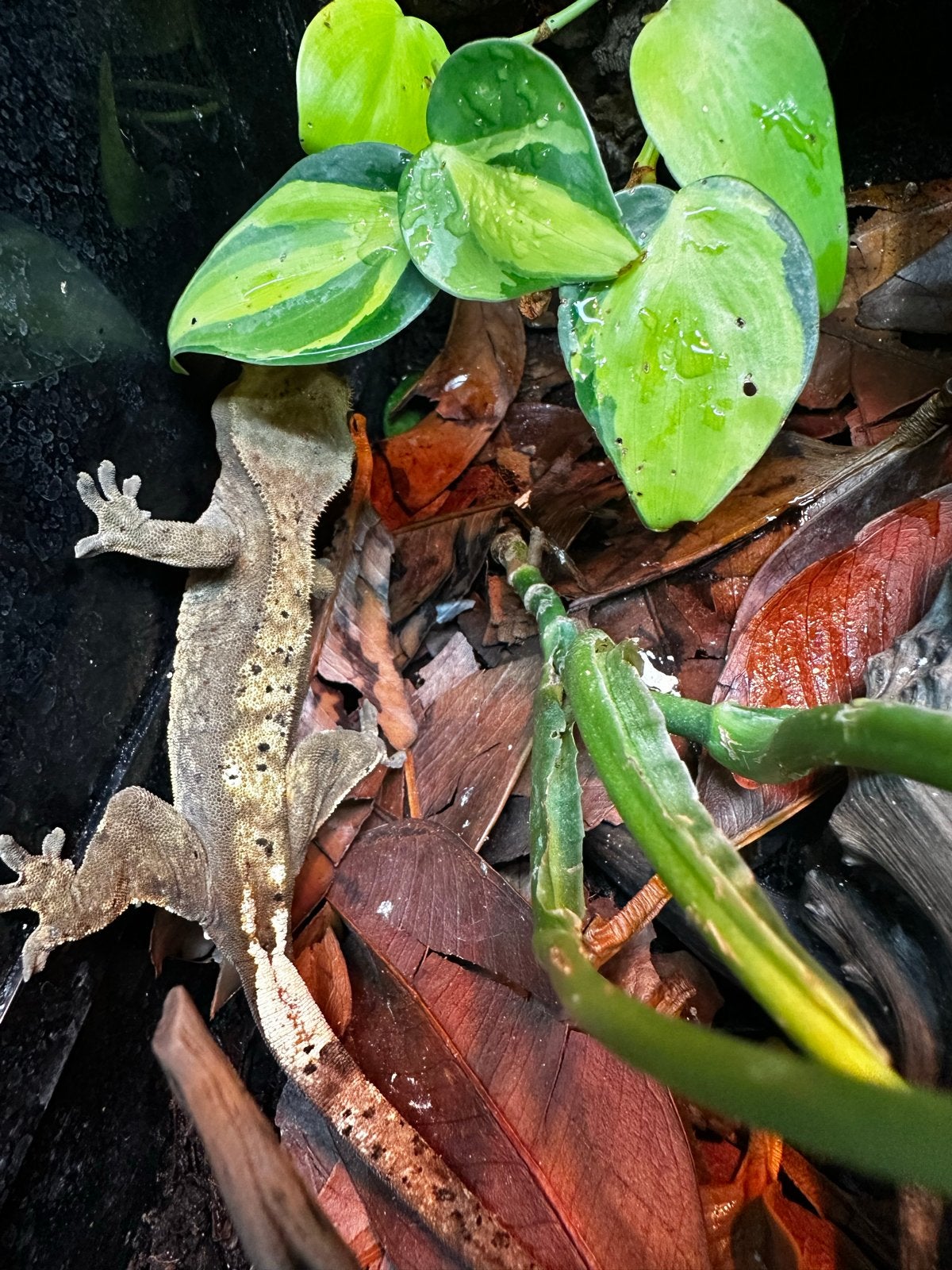 Wimpergekko's Crested Gecko photo 6