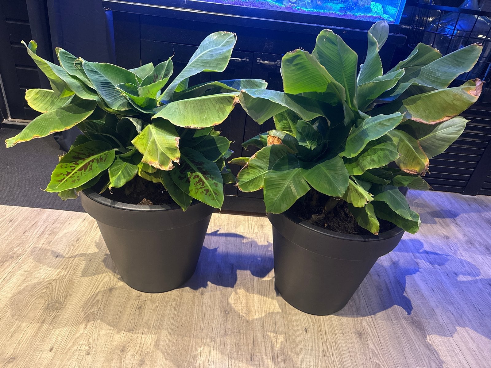 Twee grote bananenplanten (zonder pot), Volle zon, Vaste plant, Bloeit niet, Ophalen