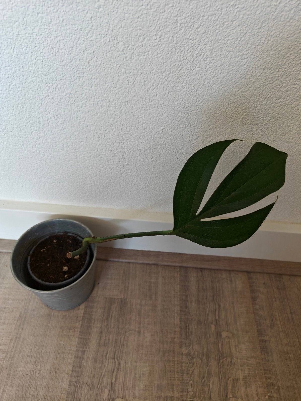 Philodendron Dragontail, Ophalen of Verzenden