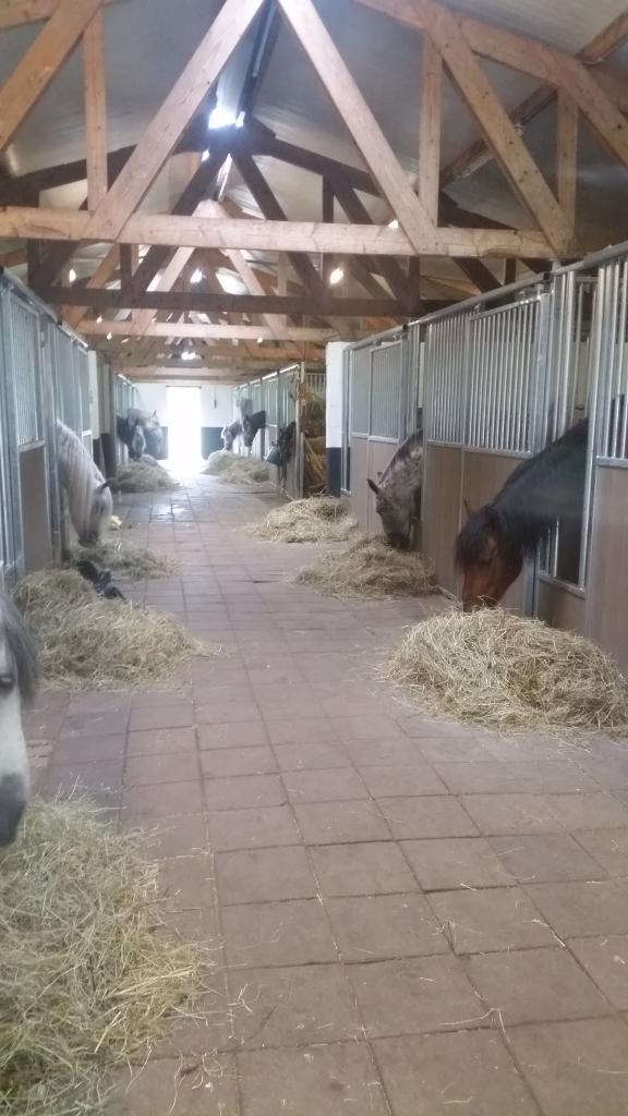 Paardenbox, Stalling