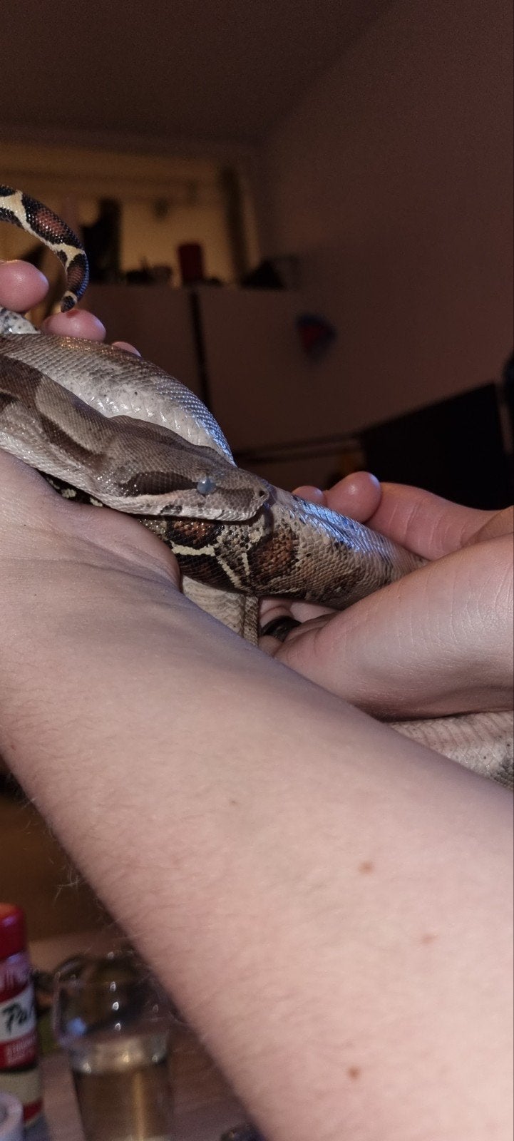 boa imperator, Slang, Tam, 3 tot 6 jaar