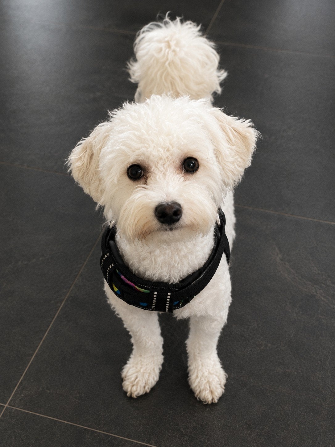 Lieve Maltipoo zoekt een fijn thuis, Dieren en Toebehoren, Parvo, 15 weken tot 1 jaar, Eén hond, Nederland