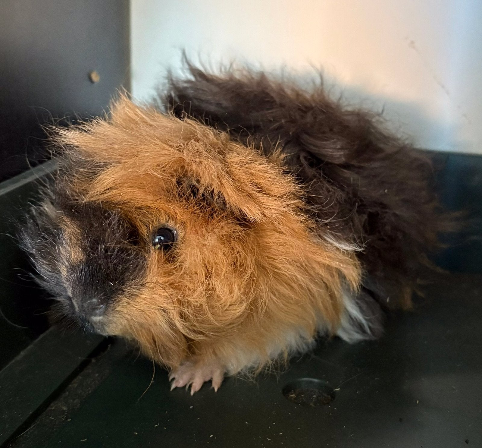 3 beertjes, Dieren en Toebehoren, September, Mannelijk, Cavia