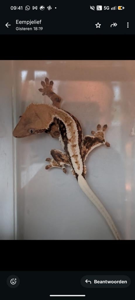 Wimper Geckos, Dieren en Toebehoren, Reptielen en Amfibieën, 0 tot 2 jaar