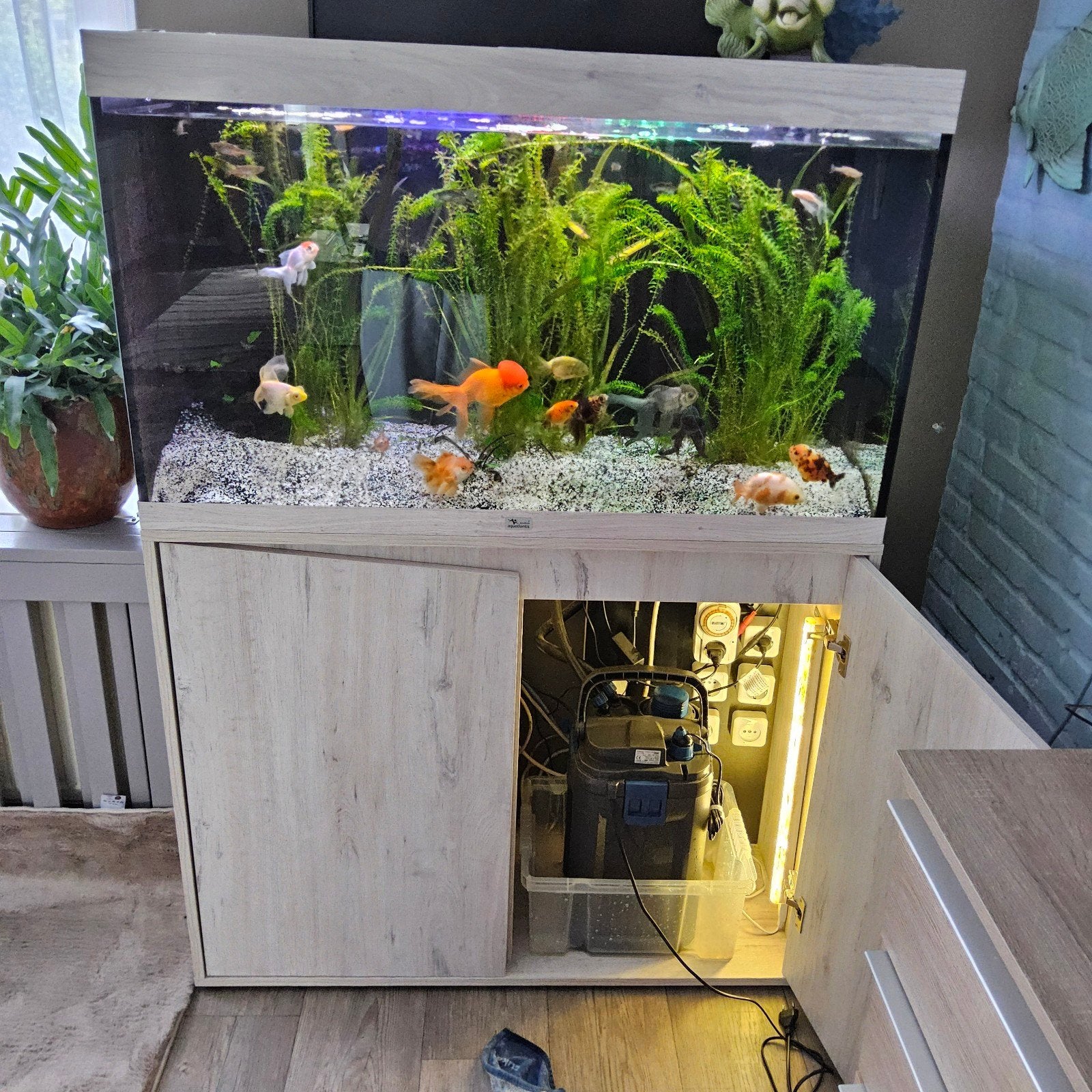 Compleet gevuld aquarium, nu 100 euro!, Ophalen, Gevuld zoetwateraquarium
