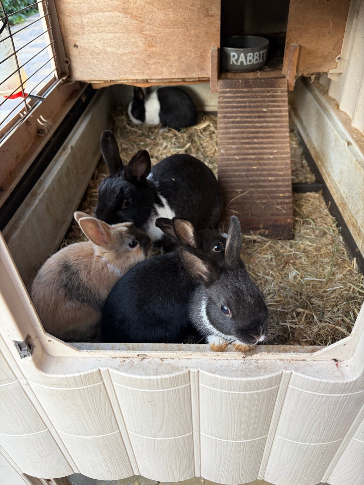 Jonge kindvriendelijke en tamme konijntjes, Meerdere dieren