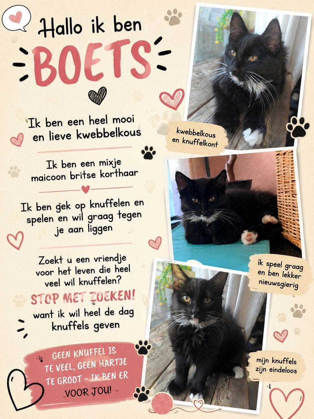 hallo wij zijn  diego & boets  wij zijn knap en heel lief, Kater