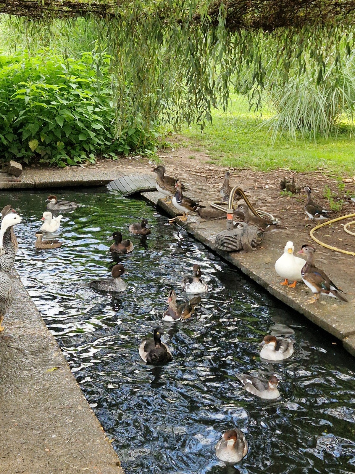 te koop siereenden, Dieren en Toebehoren, Meerdere dieren, Eend