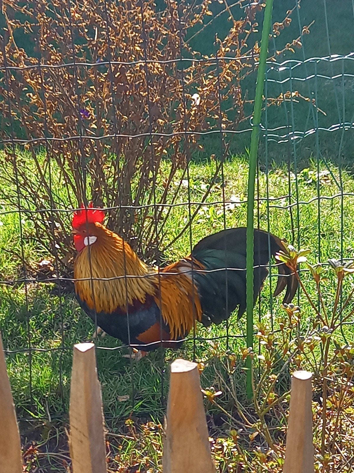 Kruising serama, hollandse kriel., Dieren en Toebehoren, Pluimvee, Mannelijk, Kip