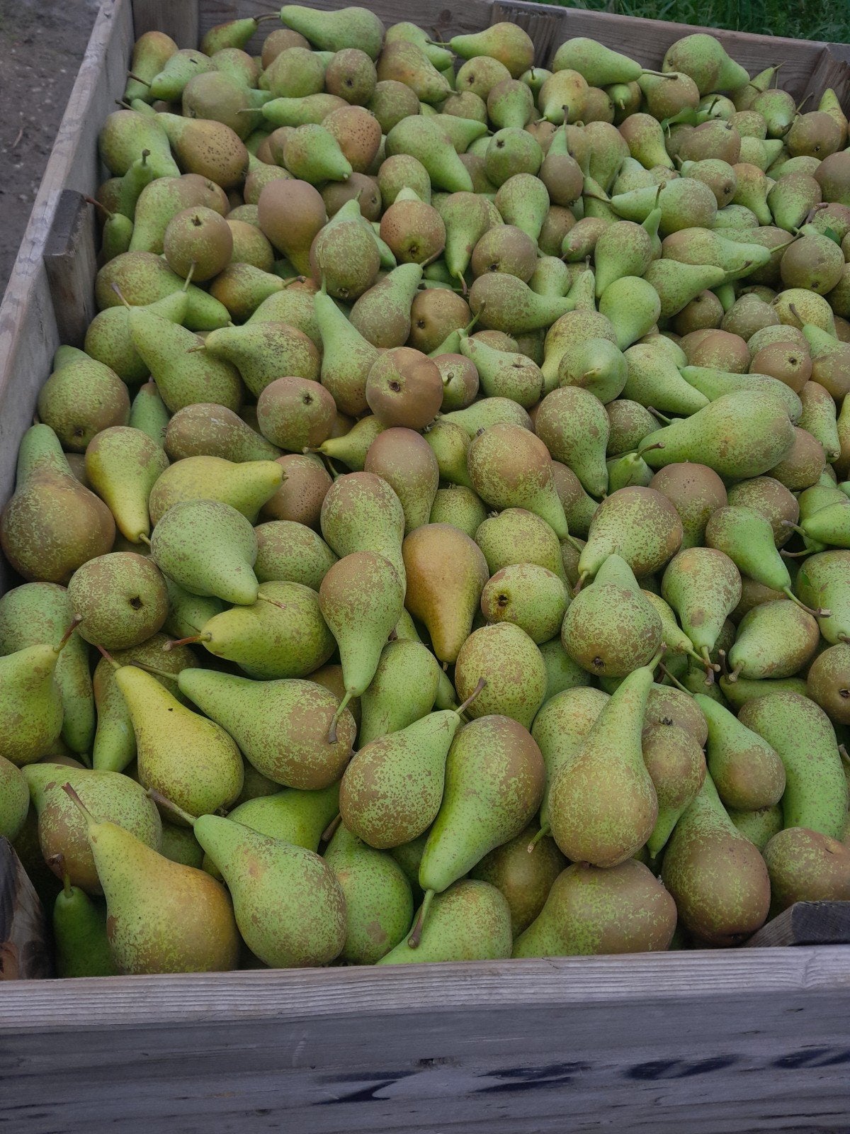peren, Ophalen
