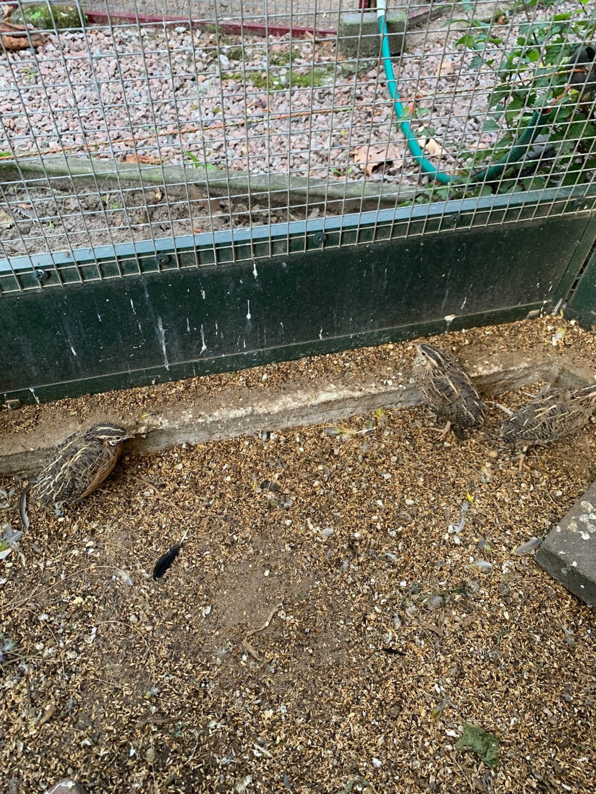 Harlekijn kwartels koppel EK 2026, Dieren en Toebehoren, Vogels | Overige Vogels, Meerdere dieren, Geringd