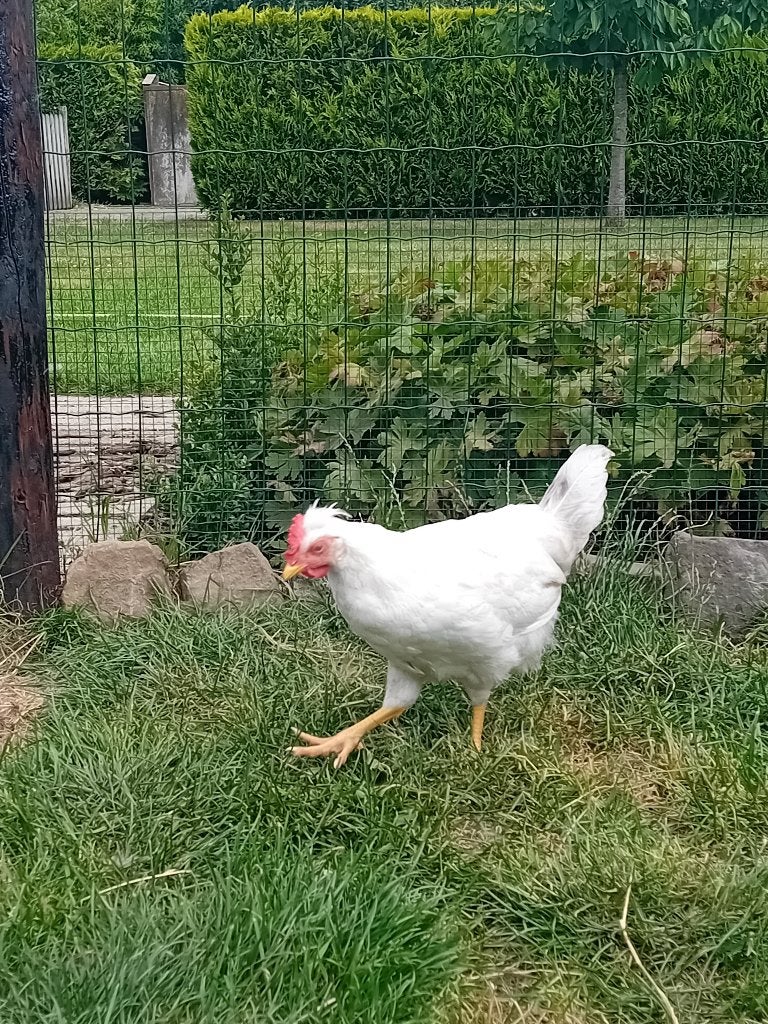 Cream legbar haan, Mannelijk, Kip
