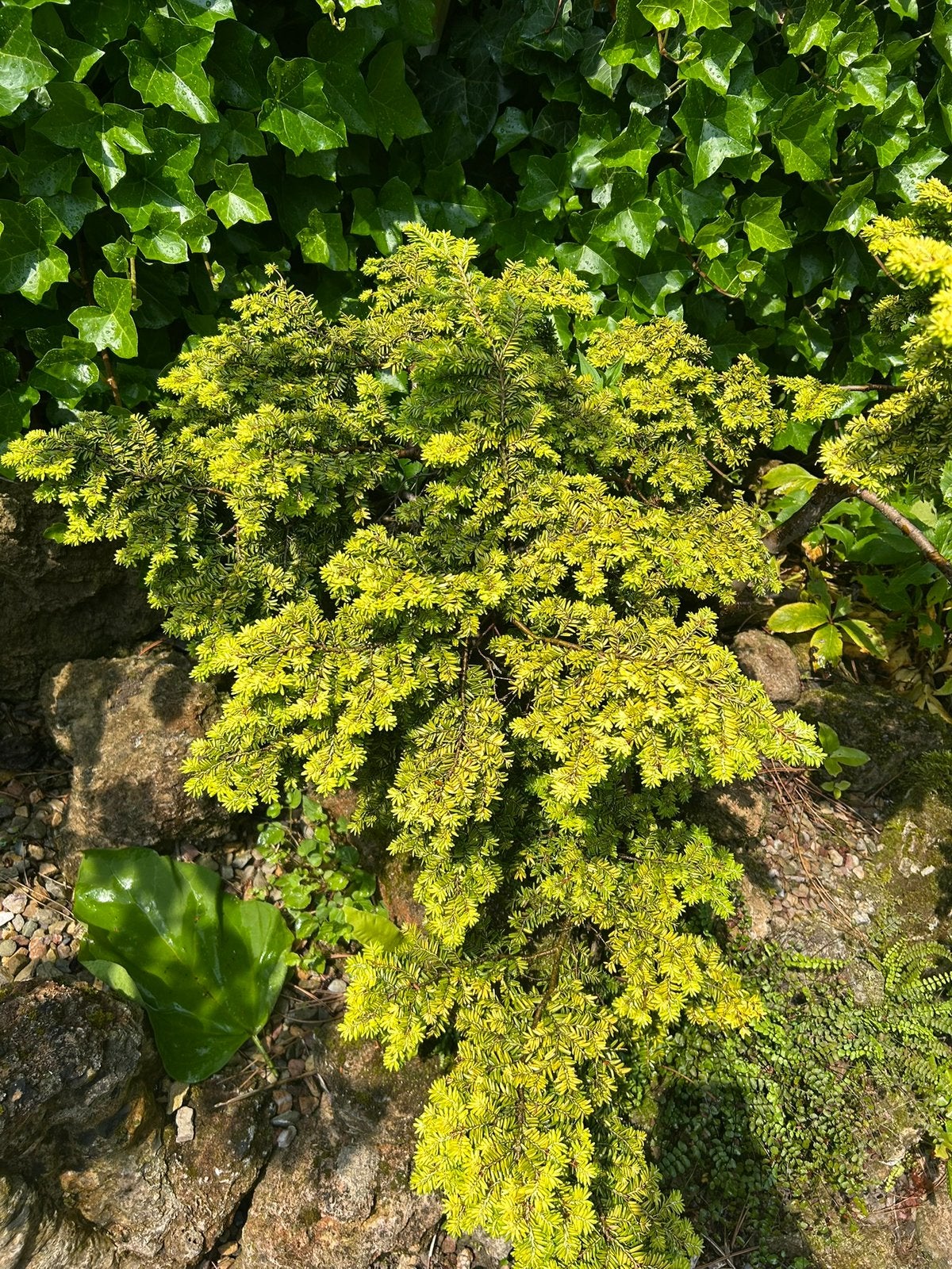 Tsuga canadensis ‘Everitt Golden’ – Canadese hemlockspar, Ophalen, Overige soorten, Halfschaduw