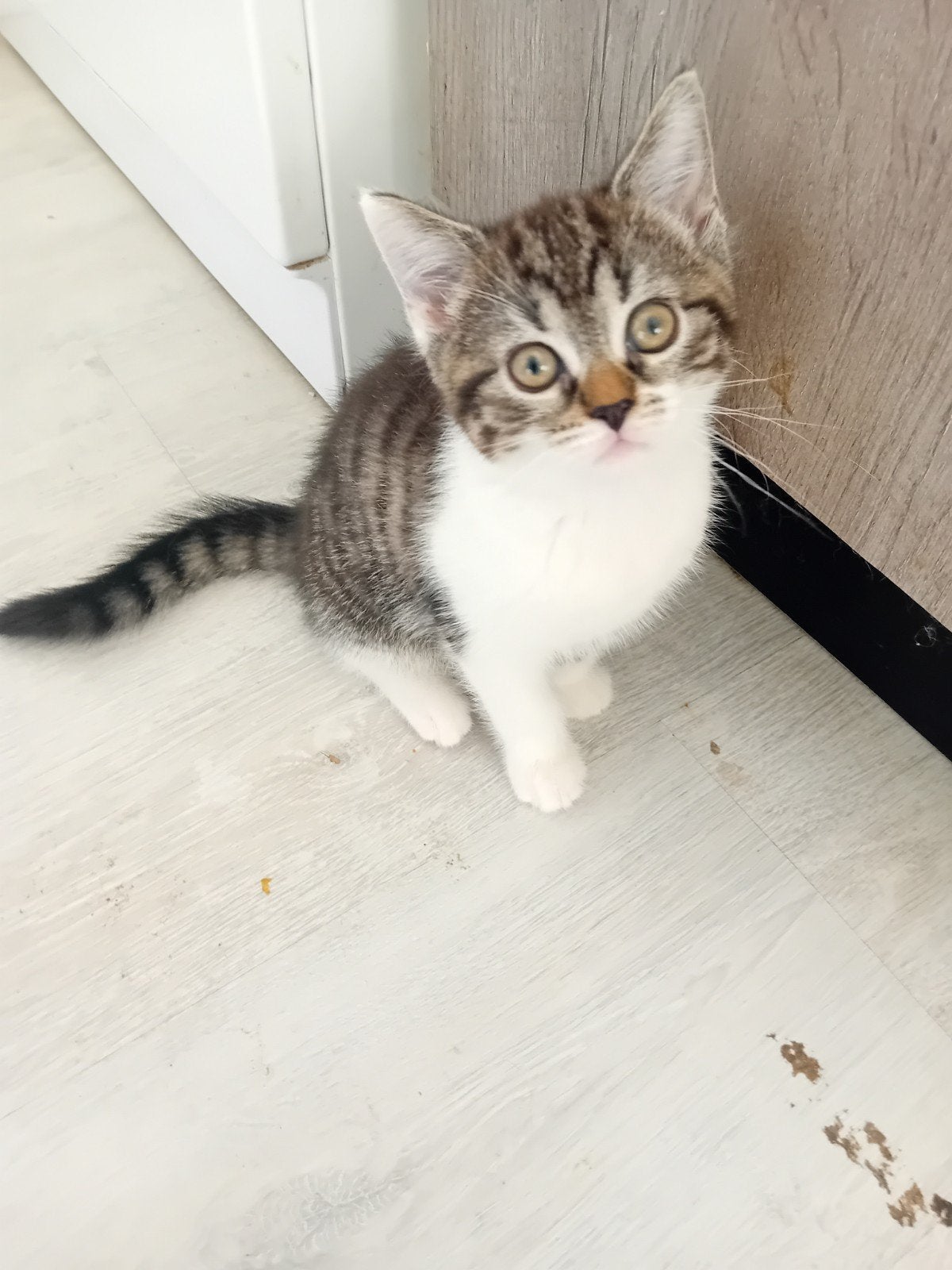Kittens katertje en een poes, Meerdere dieren, Ingeënt