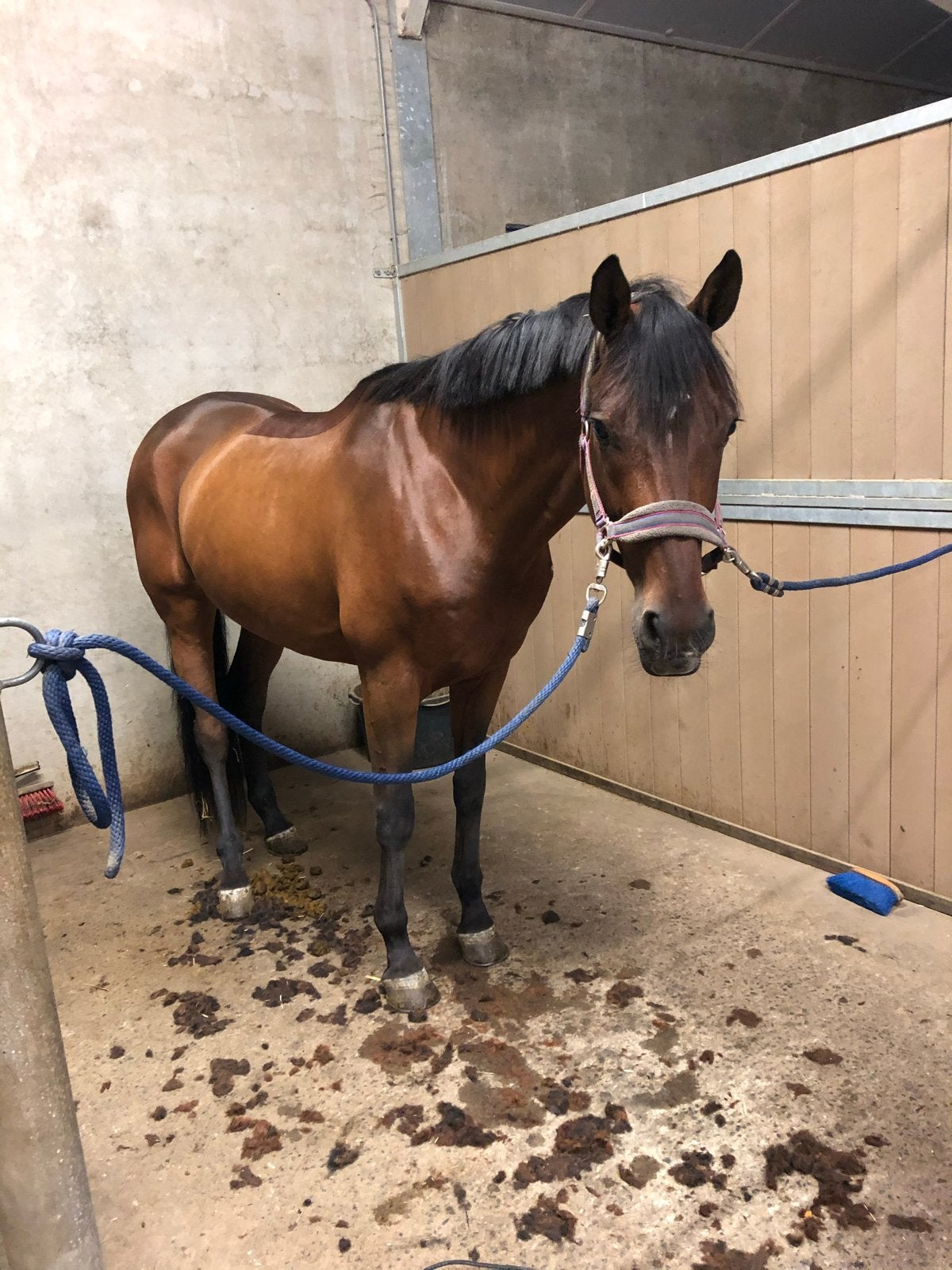 Scheren paard, Verzorging of Verzorgpony's