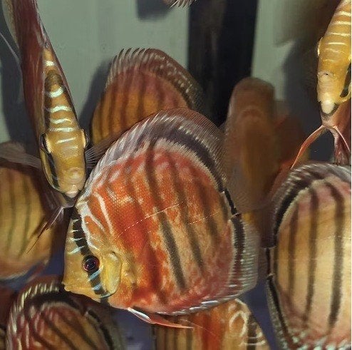 Discus - Red Ruby x Red Ice - ca 6 cm - Koidreams Valburg, Vis, Zoetwatervis