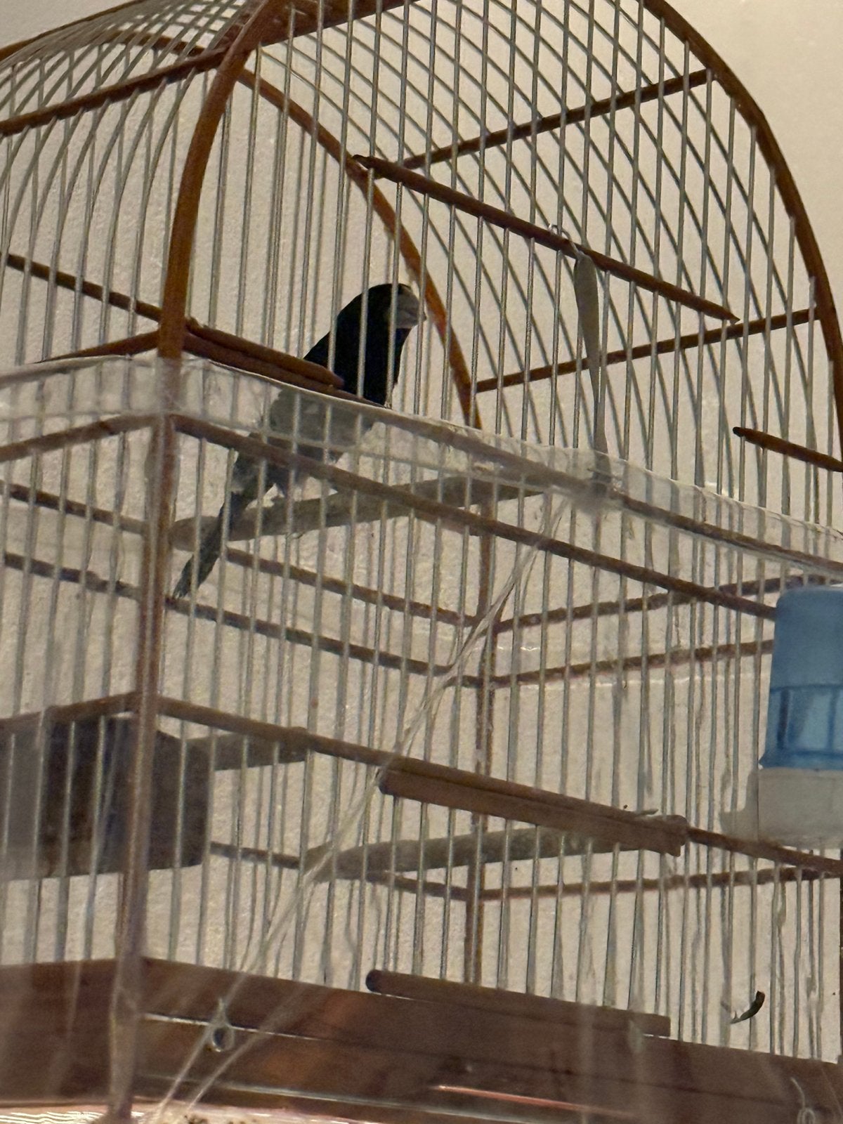 Twa twa, Dieren en Toebehoren, Vogels | Overige Vogels, Mannelijk