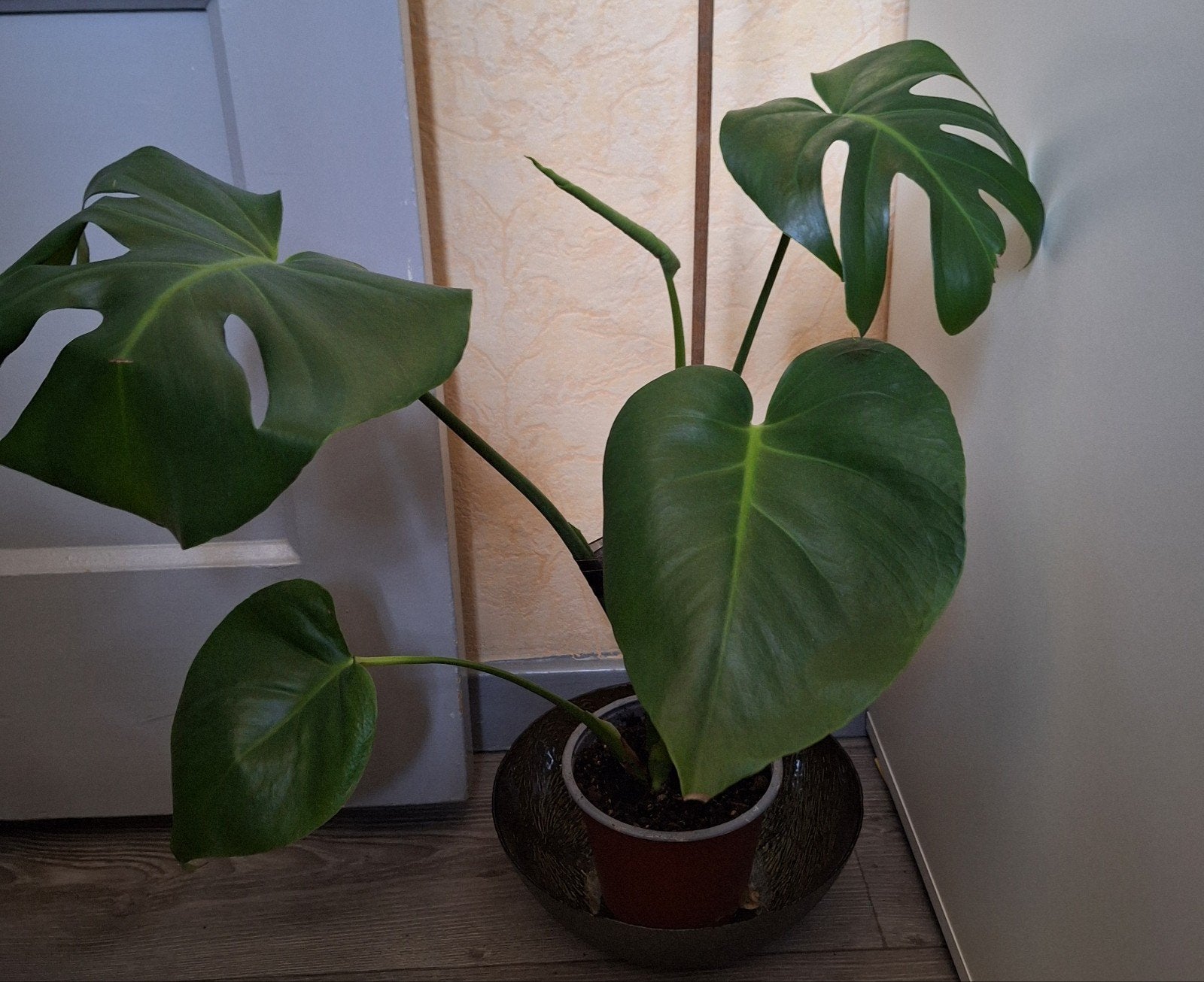 Monstera Deliciosa - Gatenplant, Tuin en Terras, Vaste plant, Bloeit niet, Halfschaduw, Ophalen
