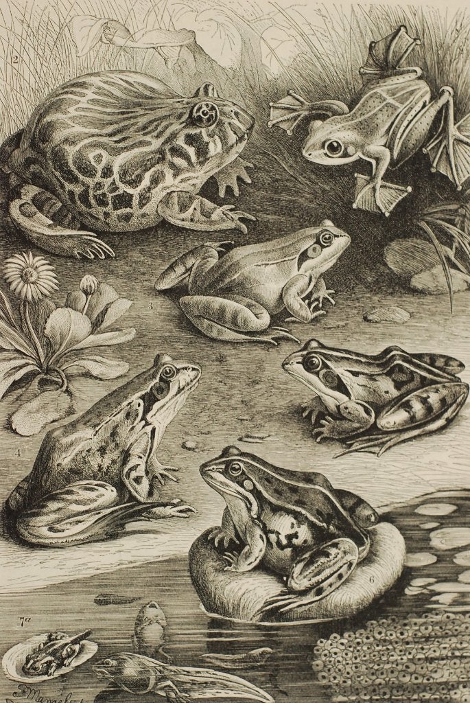 Kikkers - Originele antieke illustratie uit 1817, Verzamelen, Verzenden, Zo goed als nieuw, Voor 1940, Dier