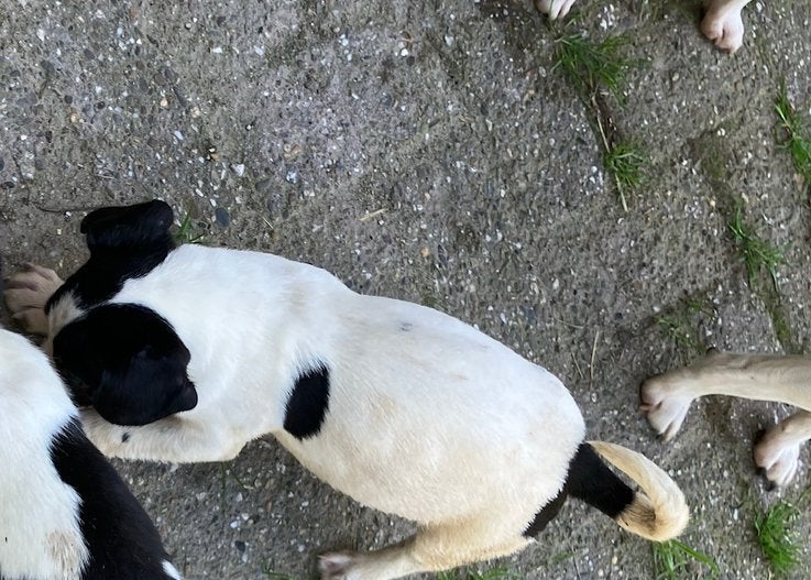 Te koop boerenfox pups 3 kleurige, Parvo, 8 tot 15 weken, Meerdere, Meerdere dieren