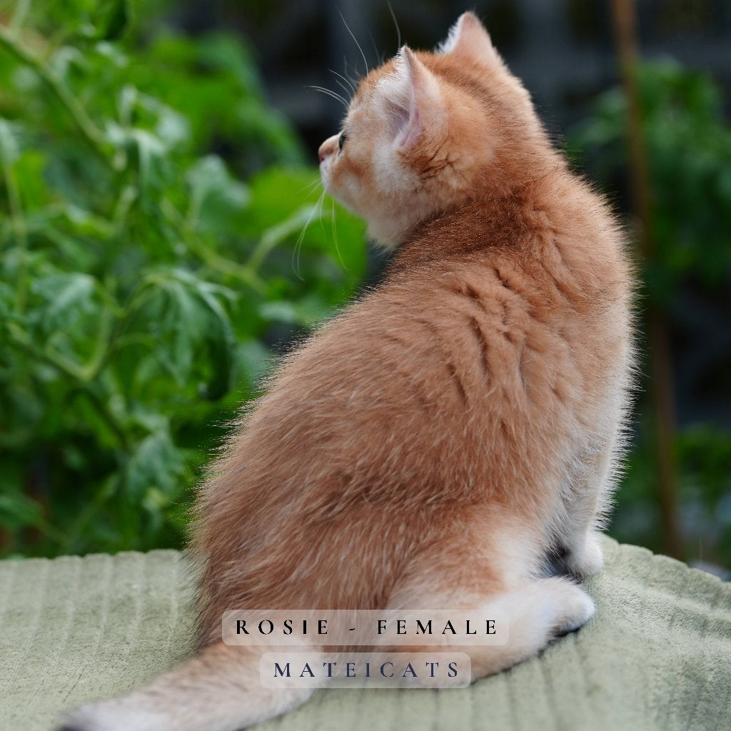 British Shorthair Black Golden NY11, Dieren en Toebehoren, Meerdere dieren, Met stamboom, 0 tot 2 jaar