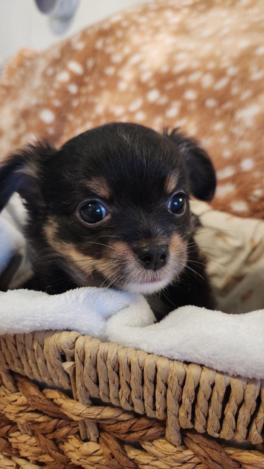 Puppy chihauhaupomeriaan, CDV (hondenziekte), 8 tot 15 weken, Eén hond, Nederland