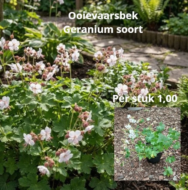 Ooievaarsbek, Ophalen, Overige soorten, Volle zon