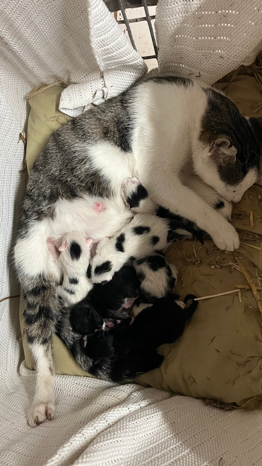 Kittens zwart bont lapjeskat, Meerdere dieren, Kortharig, 0 tot 2 jaar