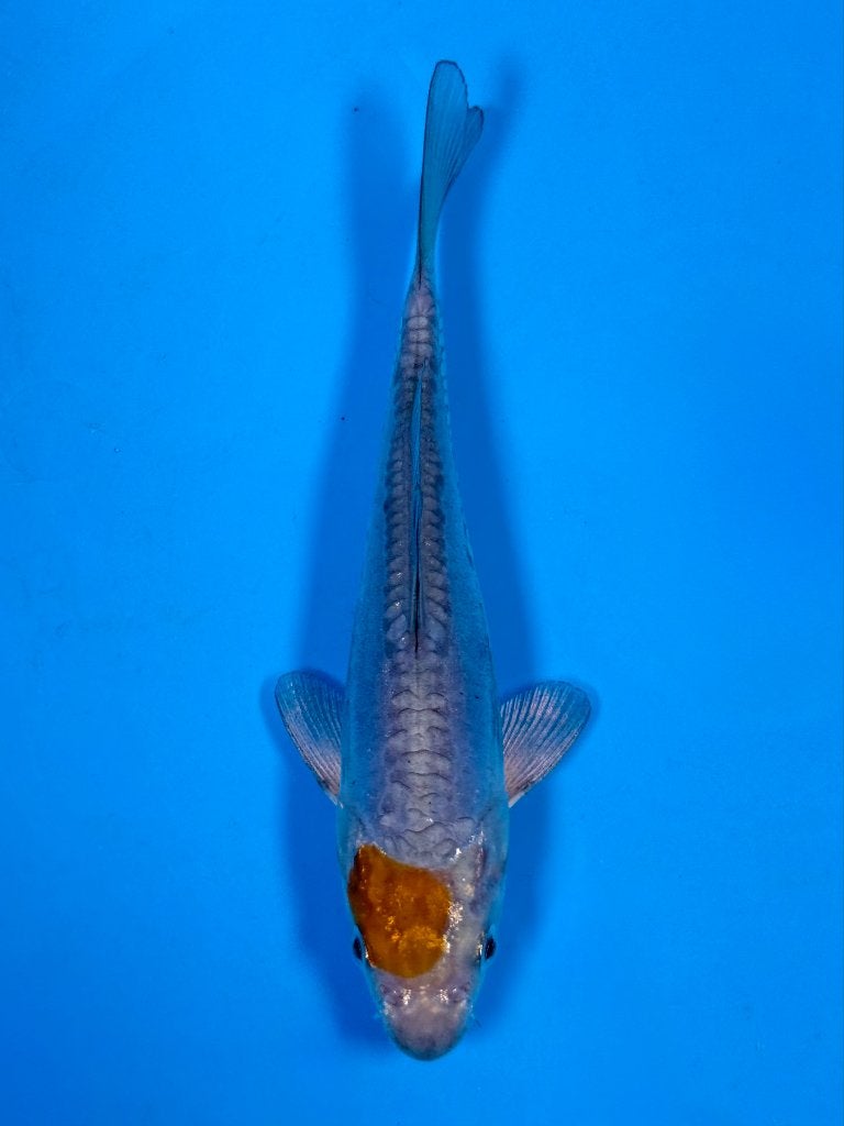 Kase VHQ Tateshita Doitsu Tancho Metallic Ochiba, Karper of Koi