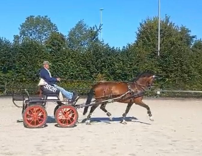 9 jarige merrie menpaard, Dieren en Toebehoren, Paarden, Merrie, Niet van toepassing, 7 tot 10 jaar, Met stamboom
