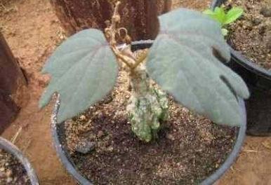 Caudex Adenia Ipigea van oorsprong Madagaskar potmaat 12cm, Huis en Inrichting, Kamerplanten, Overige soorten, Ophalen of Verzenden