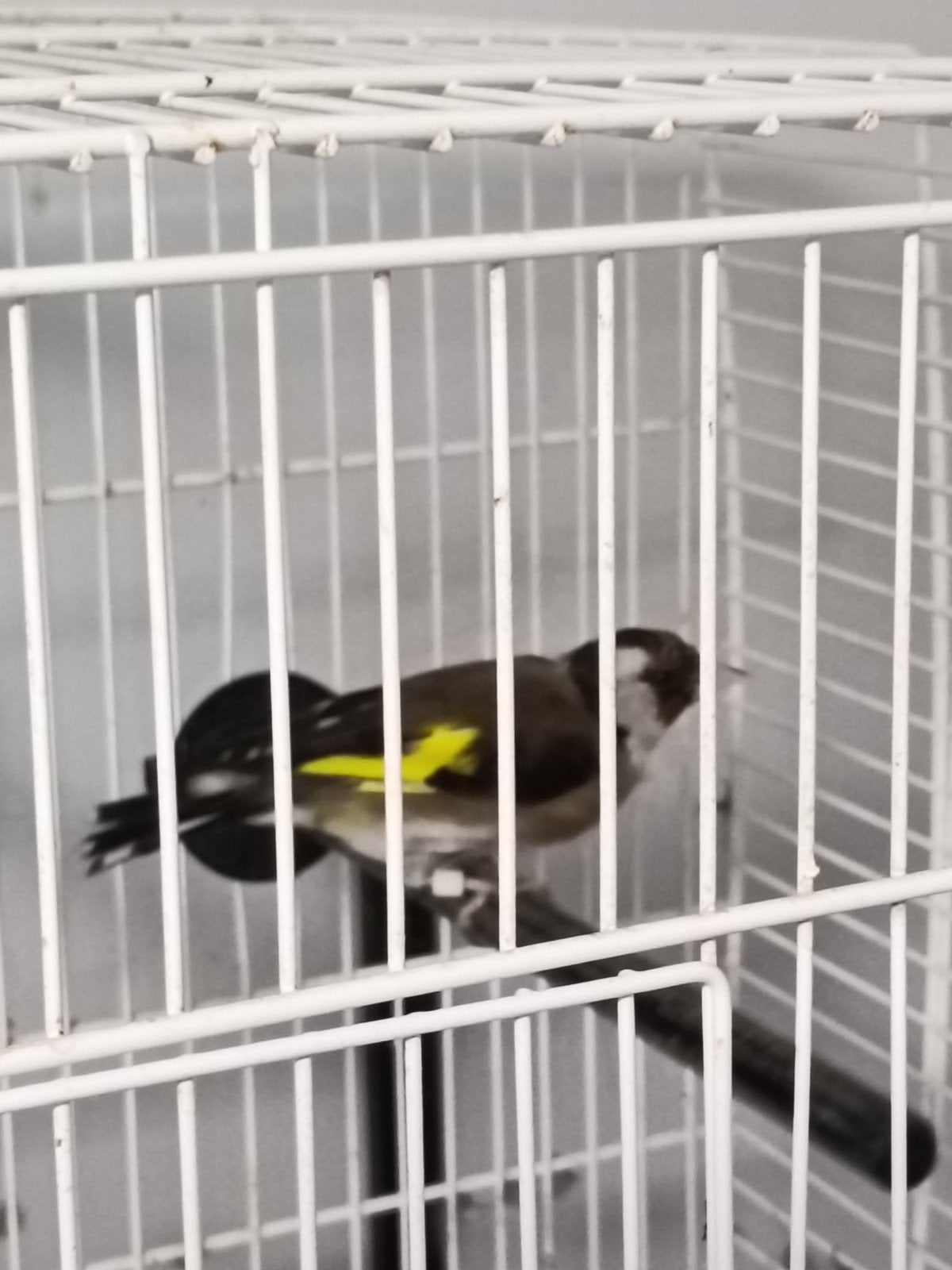 Putter man 2025, Dieren en Toebehoren, Mannelijk, Wildzangvogel, Geringd