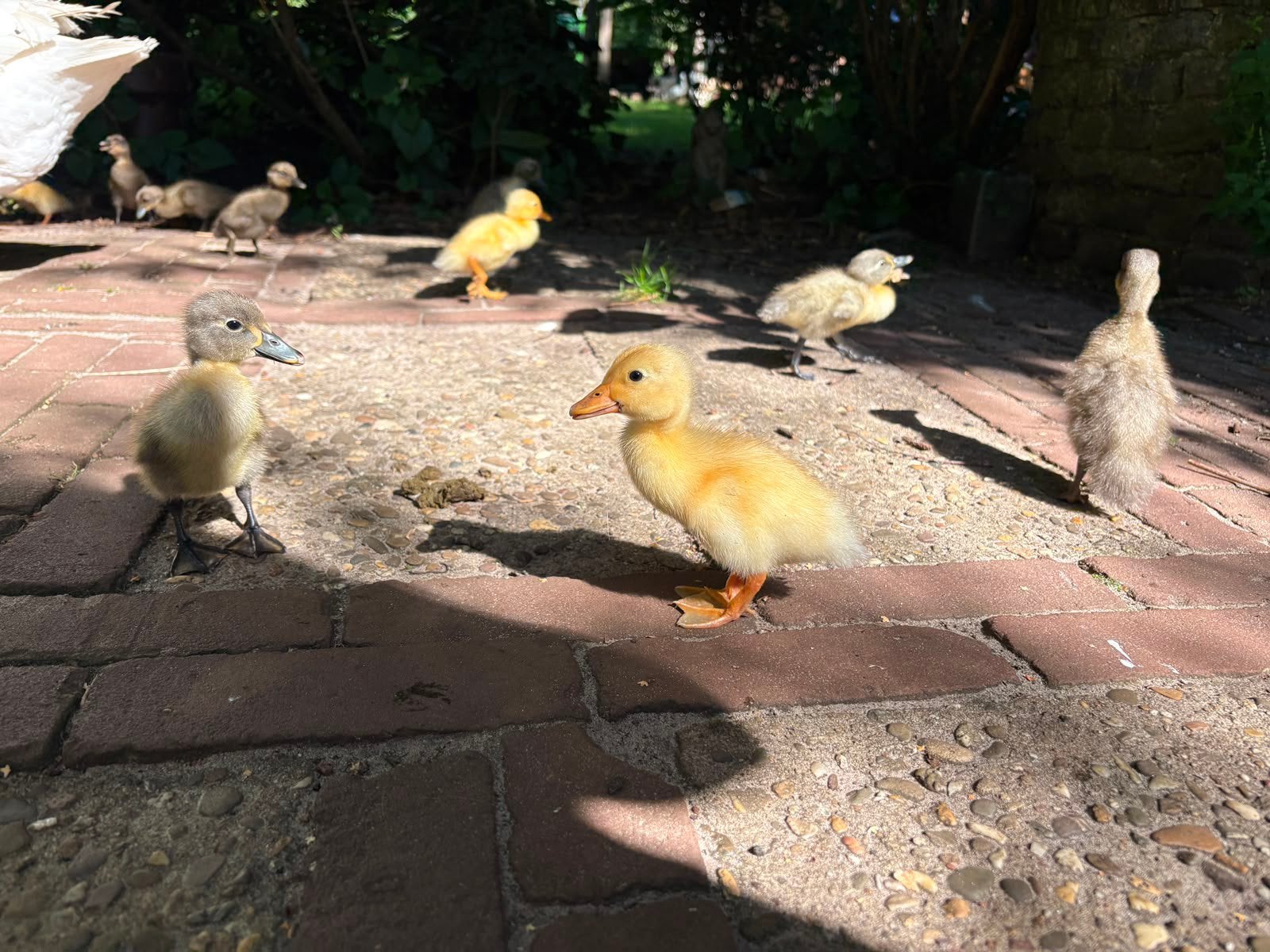 16 schattige loopeenden kuikens, Dieren en Toebehoren, Meerdere dieren, Eend