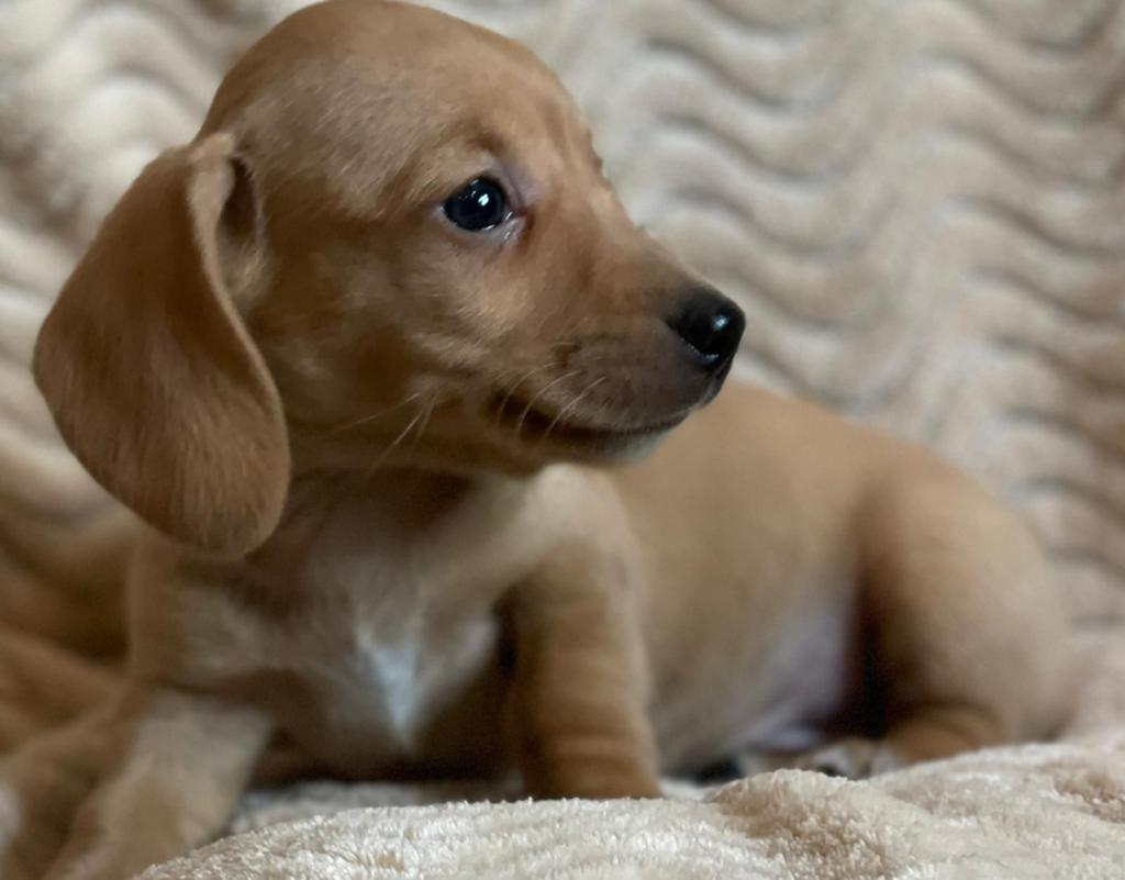 Mooie  kaninchen teckel, Dieren en Toebehoren, Honden | Teckels en Dashonden, Reu, Korthaar, Kaninchen, Particulier, Eén hond