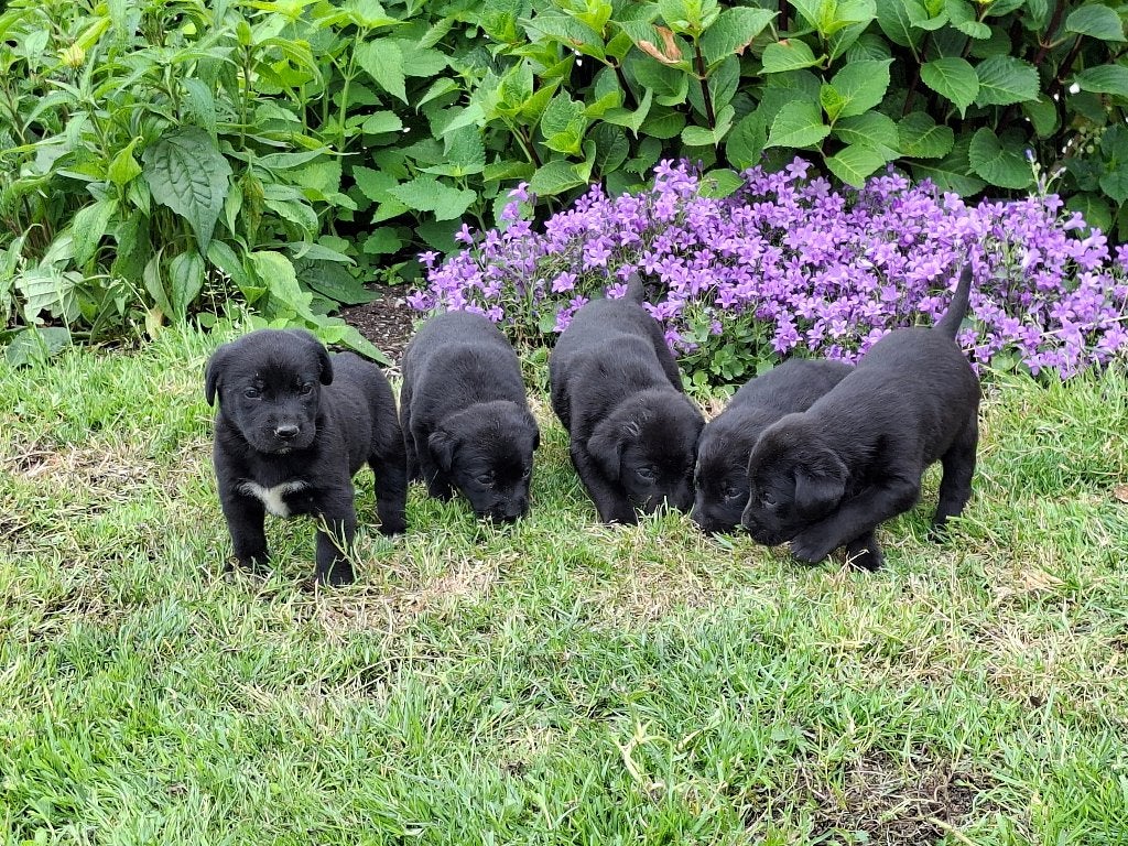 Boulab pups, Dieren en Toebehoren, 8 tot 15 weken, Parvo, Meerdere, Meerdere dieren